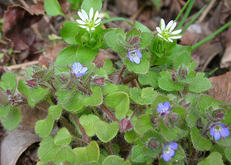 Veronica hederifolia / Veronica con foglie d'' Edera